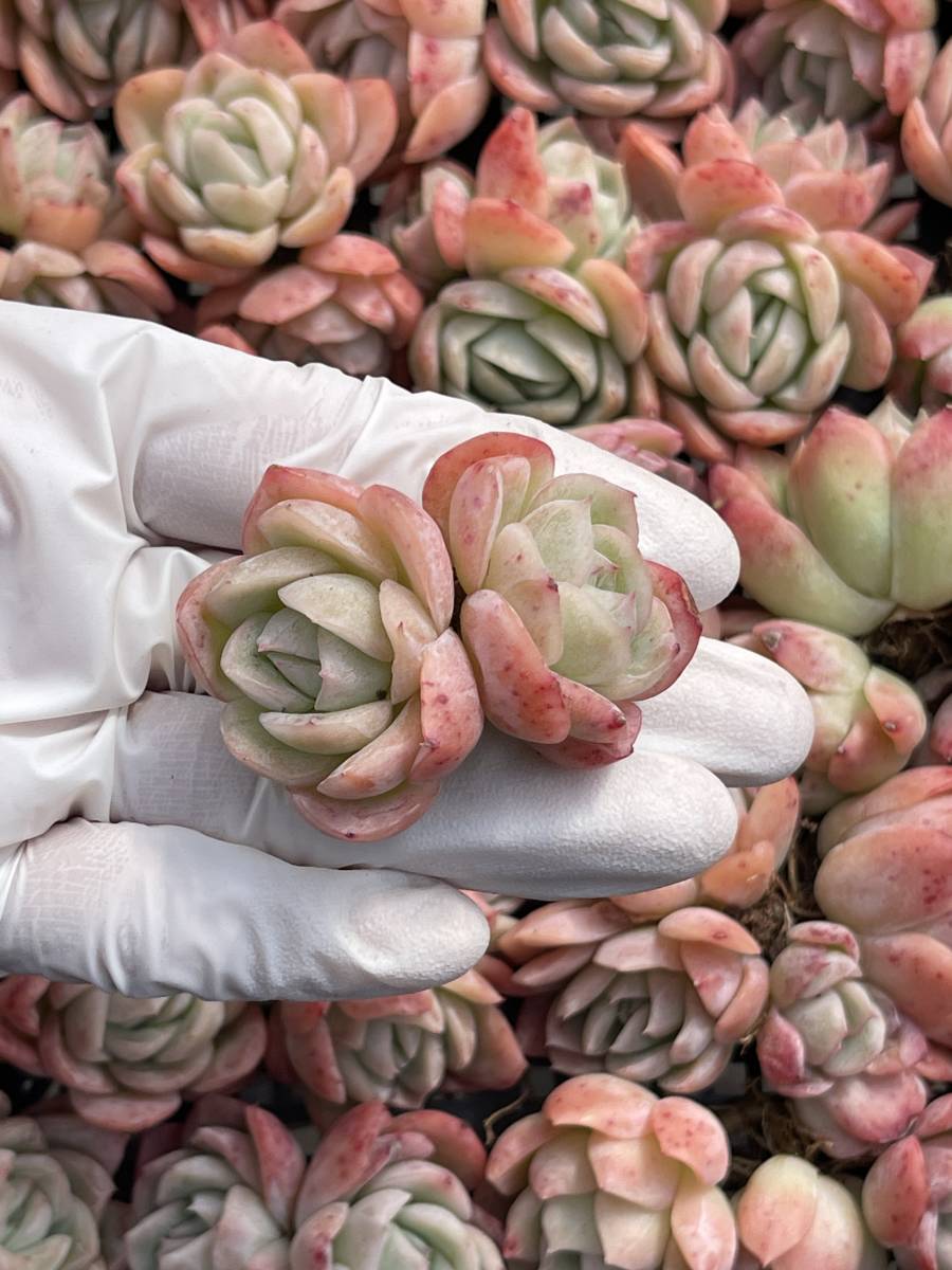 31株 M313-2多肉植物 エケベリア 落桜 超美苗 サボテン 観葉植物 花 園芸　レア種_画像1