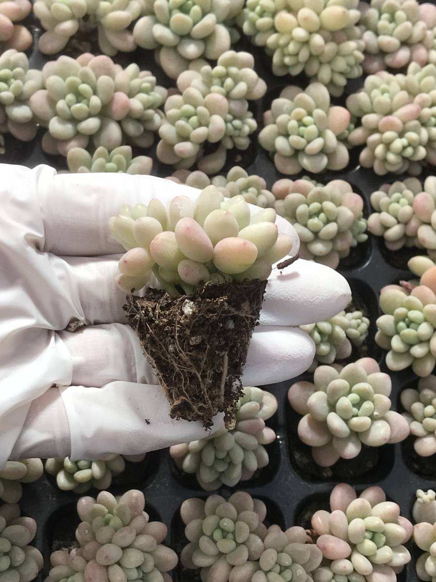 105株 P8-2多肉植物 エケベリア ロココ 超美苗 サボテン 観葉植物 花 園芸　レア種 土と根付きで_画像2