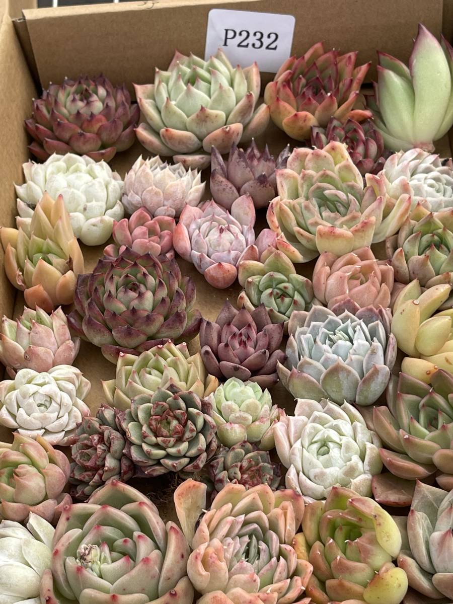 73株　P231+P232多肉植物 エケベリア属　Echeveria DC 　ベンケイソウ科　交雑種類　超美苗 サボテン 観葉植物 花 レア種73株セット_画像5