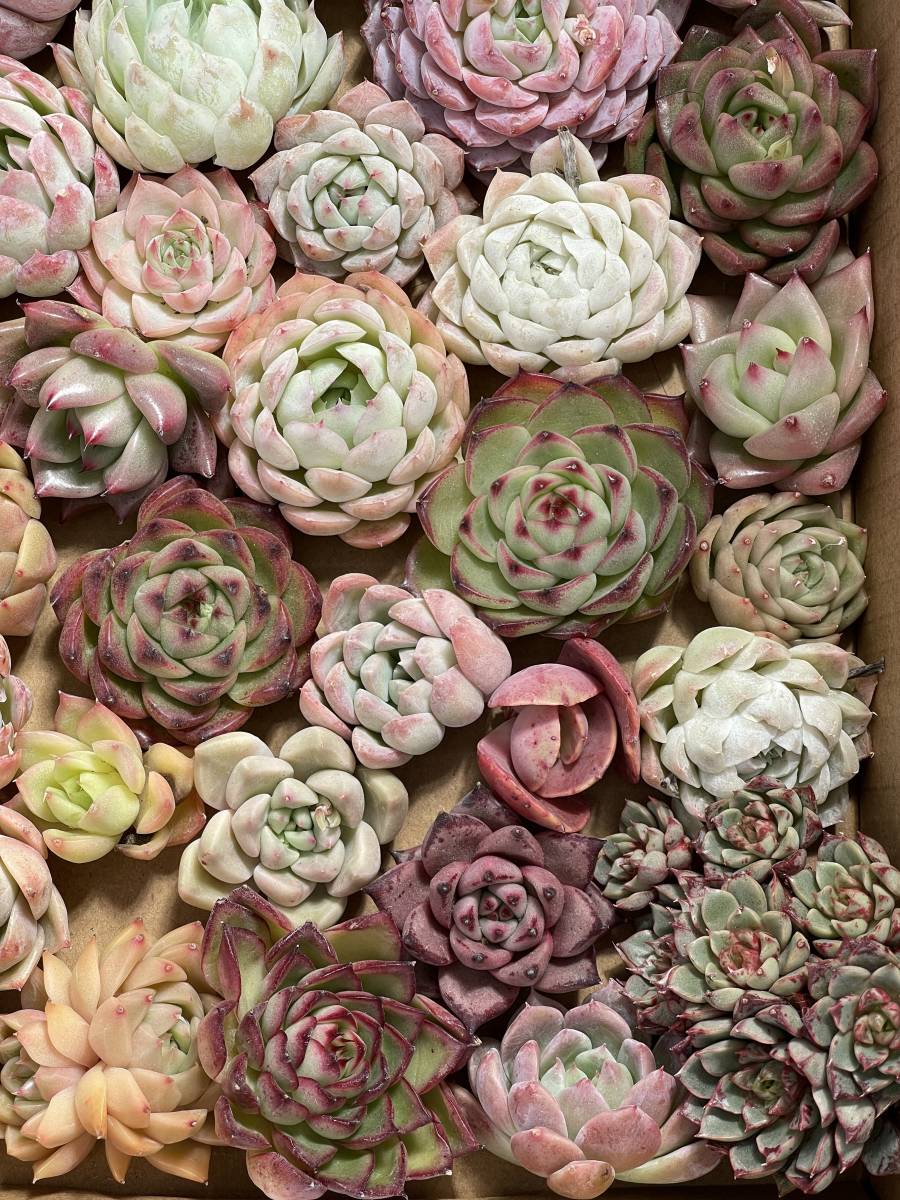 39株　P263多肉植物 エケベリア属　Echeveria DC 　ベンケイソウ科　交雑種類　超美苗 サボテン 観葉植物 花 レア種39株セット_画像1