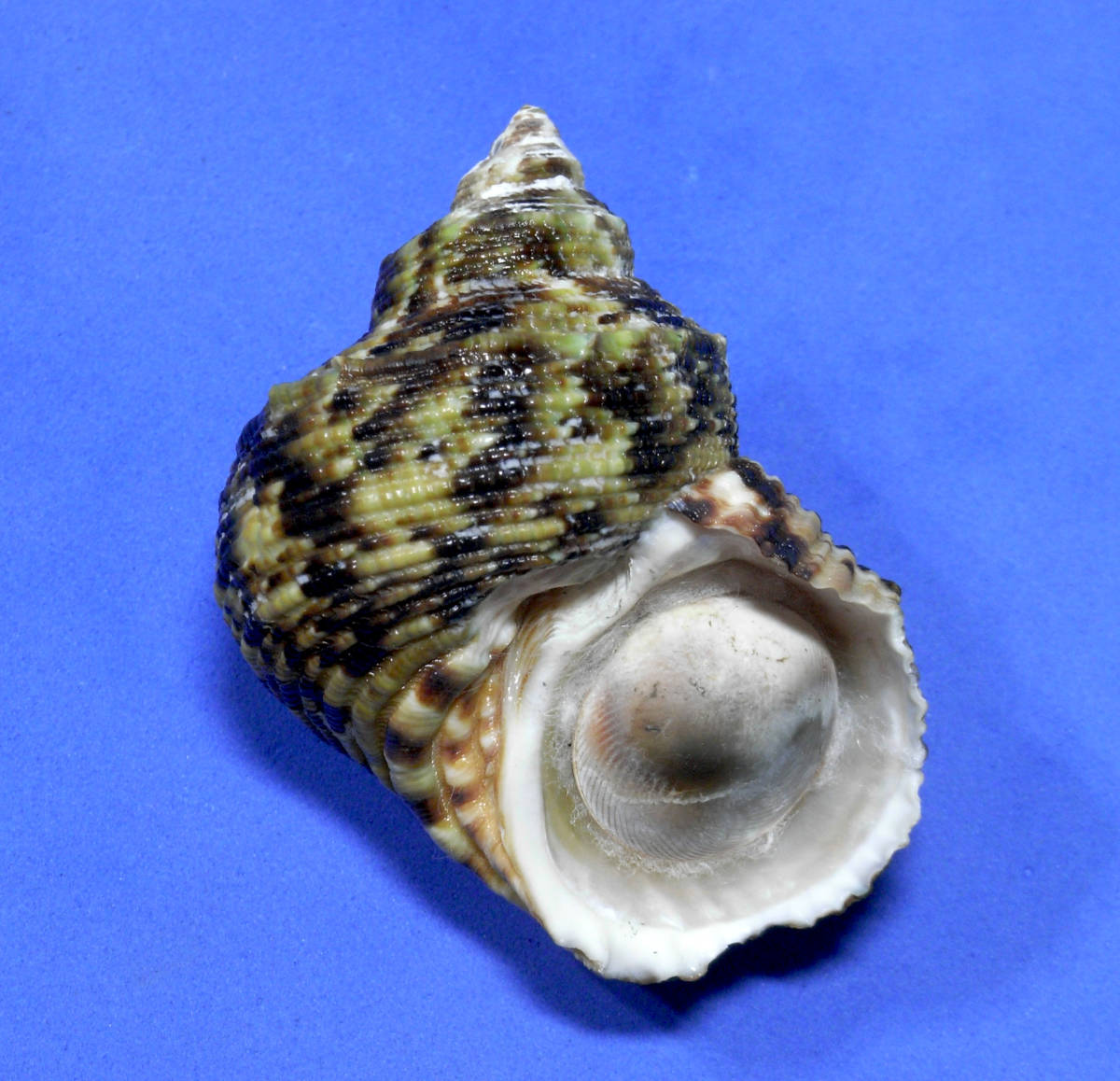 貝の標本 Turbo chrysostomus 58mm.w/o.Taiwan ._画像2