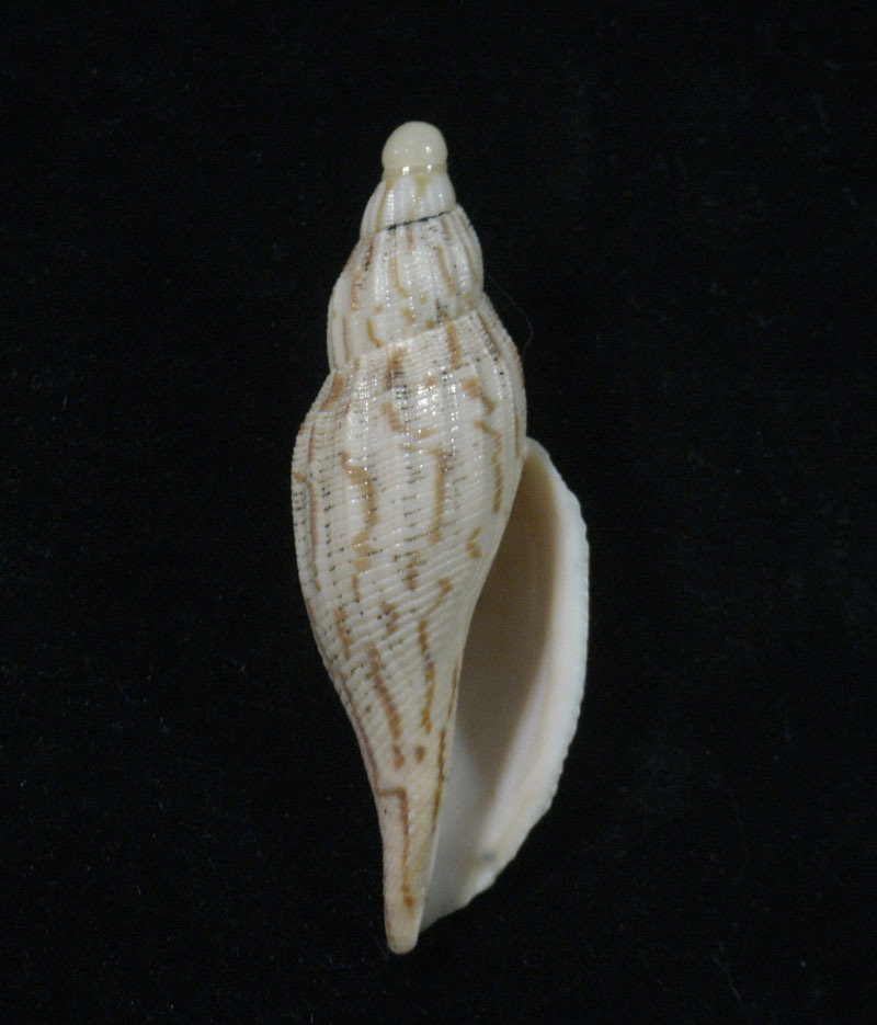 貝の標本 Fulgoraria hamillei tosaensis 64mm..Taiwan_画像2