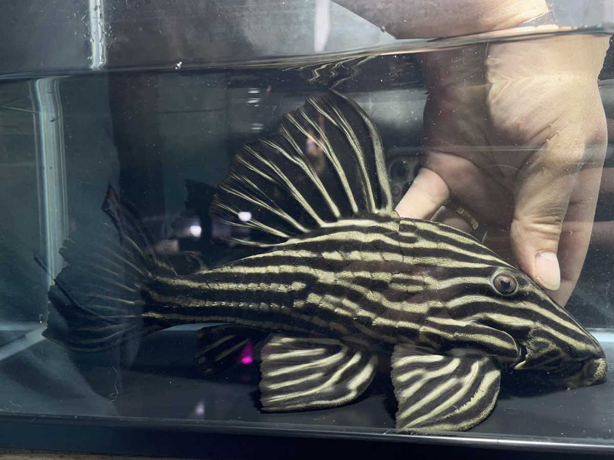 Platinum Royal Pleco Singo примерно 29 см