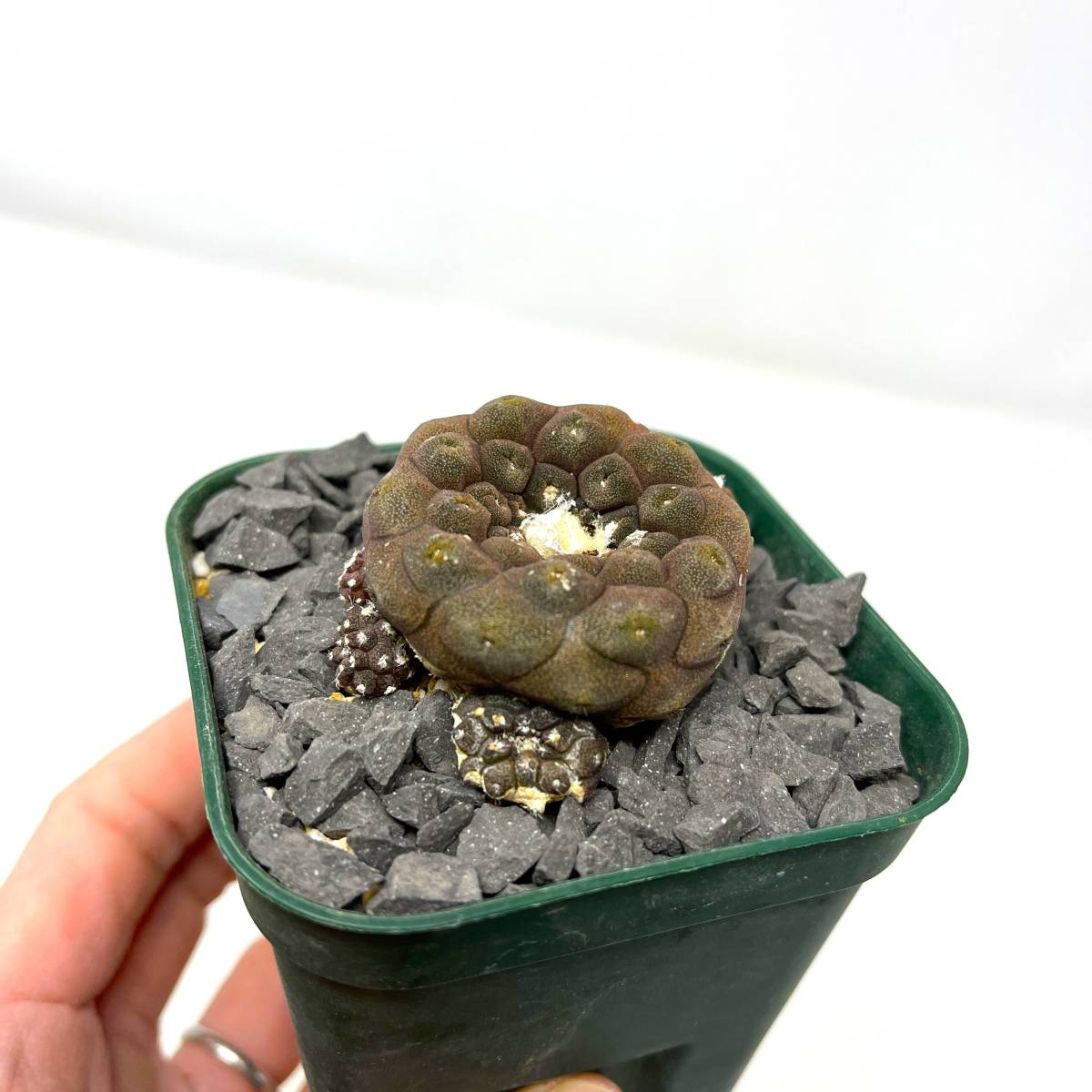 Copiapoa hypogaea var. barquitensis★コピアポア ヒポガエア バルクテンシス★実生_画像9