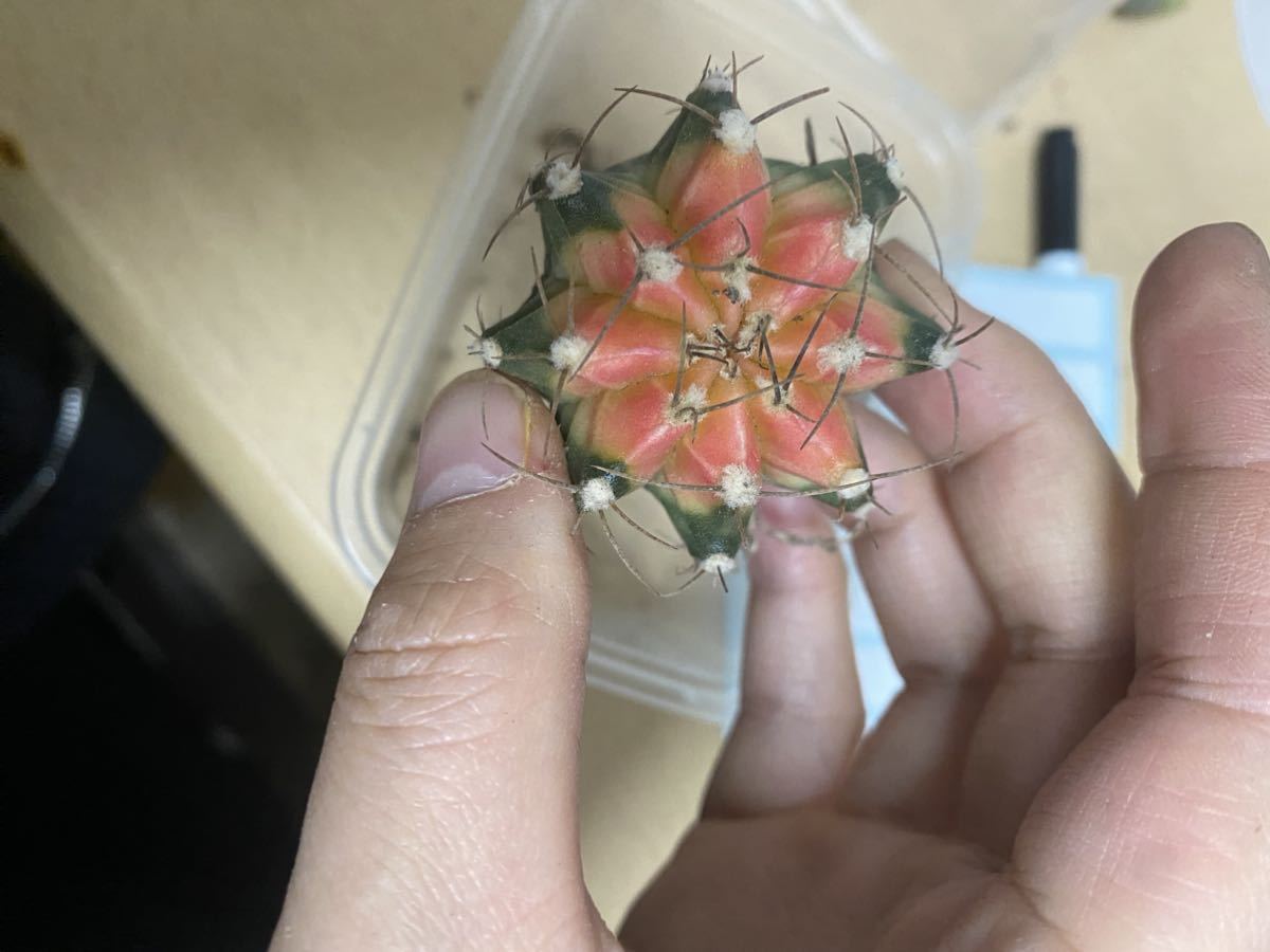 サボテン　多肉植物 牡丹錦 開花 強刺　大株 DY5_画像1