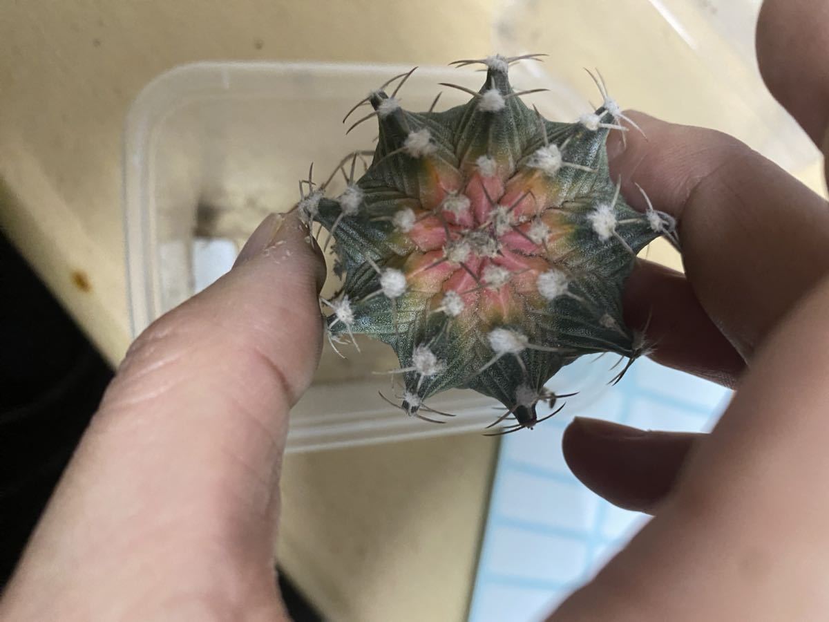 サボテン　多肉植物 牡丹錦 開花 強刺　大株 DY2_画像1