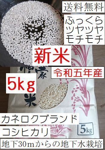 安全安心の地下水栽培　モチモチのコシヒカリ白米 5キロ送料無料　採れたて　令和5年産　栃木県産　農家直売09_画像1