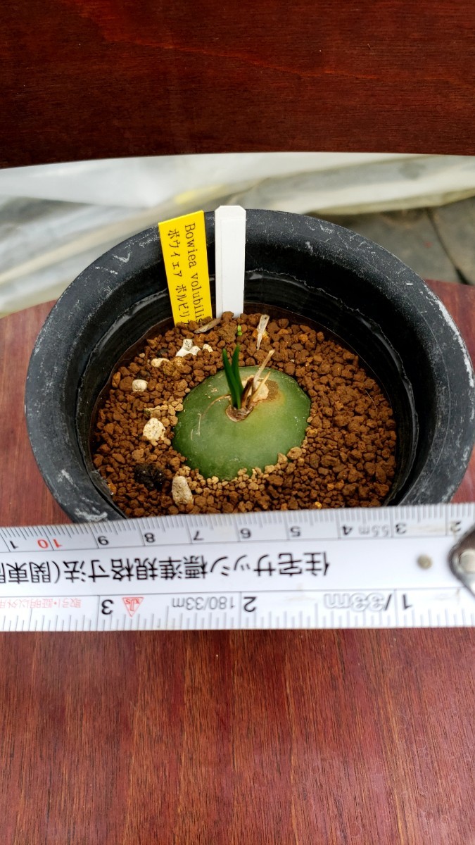 多肉植物 塊根植物　球根　ボウィエア　ボルビリス　Bowiea volubilis 蒼角殿_画像3