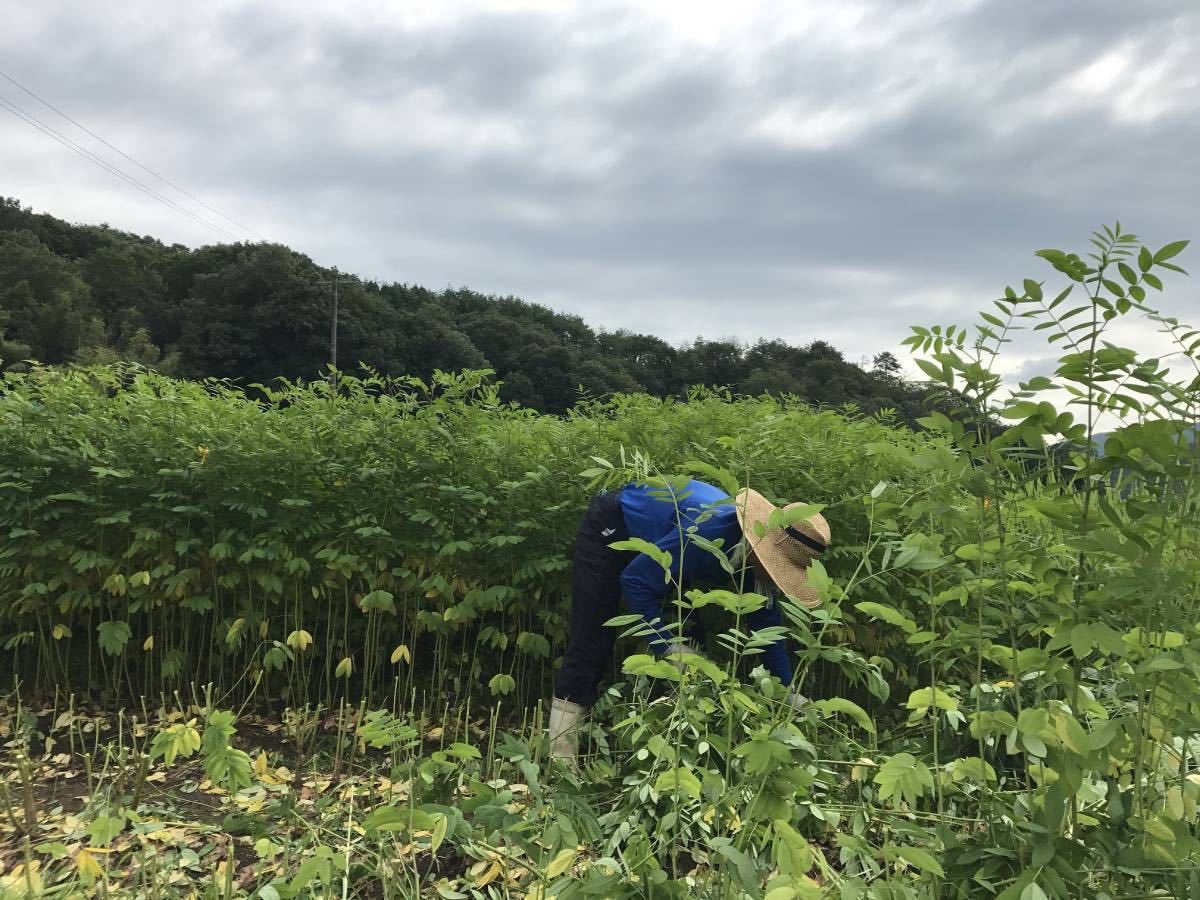 ◆送料無料◆ 山田のはぶ草茶ティーバッグ（2.5g×50包）１２５ｇ_画像5