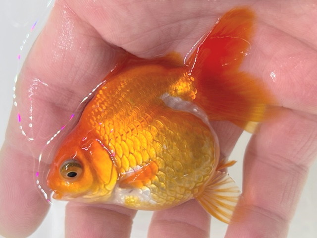 福嘉金魚 動画あり！ 難あり オランダハーフムーン 将来楽しみな可愛い金魚 後藤産 約6～8センチ ２歳 現物 １匹 HM-12 ①-1 金魚 滋賀_画像3