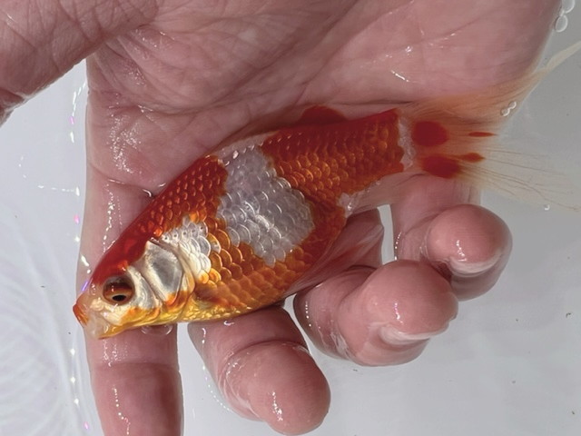 福嘉金魚 動画あり！ 上物 更紗コメット 綺麗なお花柄 可愛い癒し系金魚 錦鯉と混泳に！ 約15センチ ３歳 現物 １匹 SW-3 ①-2★ 滋賀_画像1