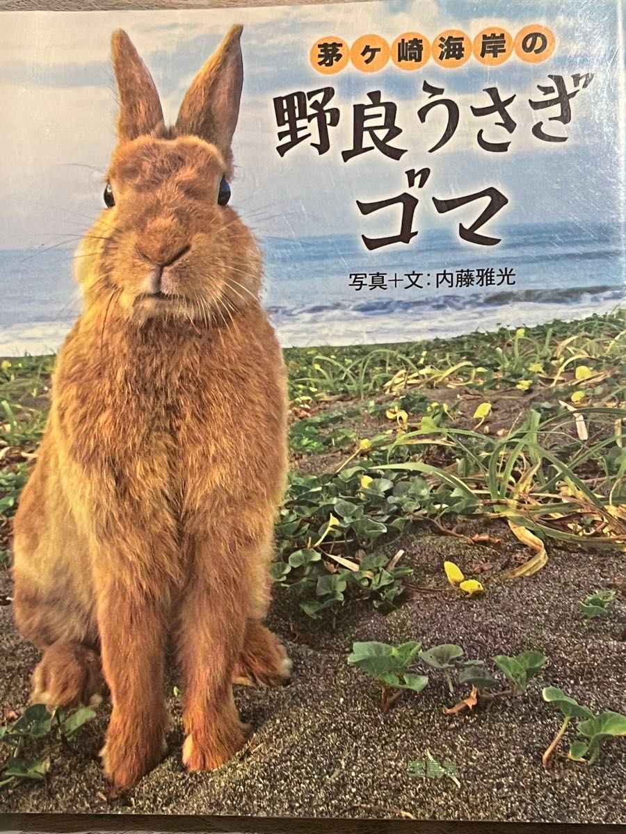 茅ケ崎海岸の野良うさぎゴマ　本　うさぎ　写真集　新品