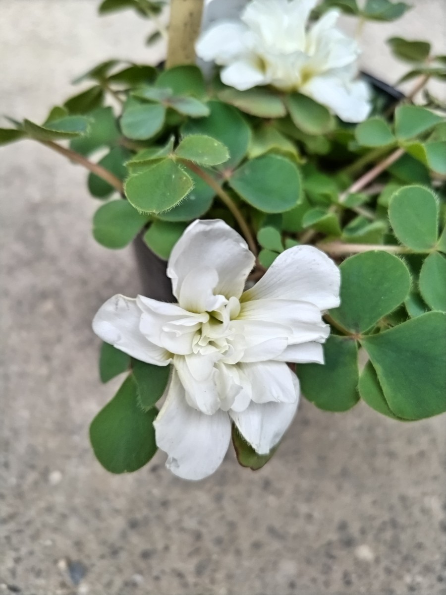 オキザリス プルプレア ラッフルズの苗_開花参考画像