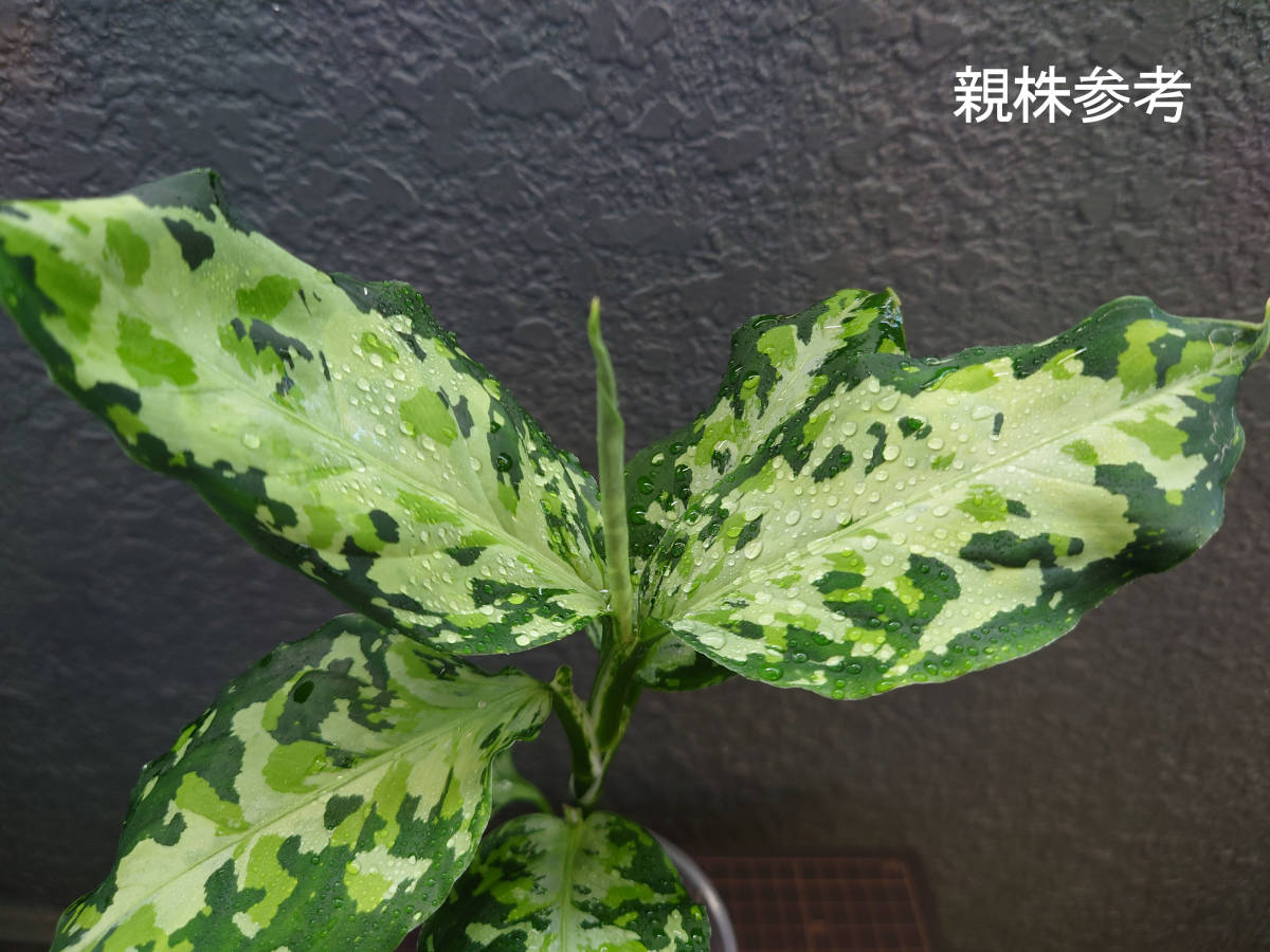 アグラオネマ ニルヴァーシュ Aglaonema pictum Tricolor NIRVASH Pulau Nias AZ便_画像1