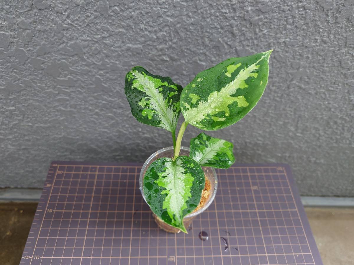 アグラオネマ ニルヴァーシュ Aglaonema pictum Tricolor NIRVASH Pulau Nias AZ便_画像2