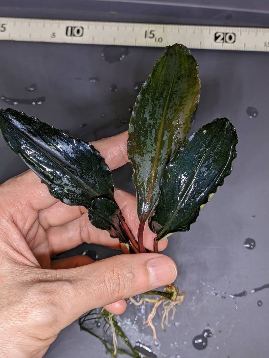 ◆ブセファランドラ sp.ディープパープル【AZ1011-XX】水上株 Bucephalandra sp.“Deep Purple” from Kapuas◆_画像4