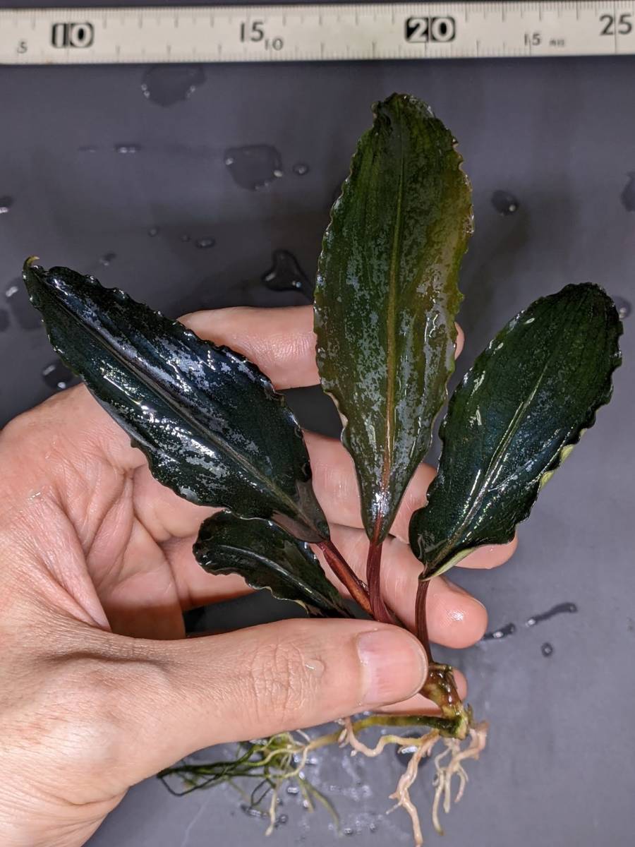 ◆ブセファランドラ sp.ディープパープル【AZ1011-XX】水上株 Bucephalandra sp.“Deep Purple” from Kapuas◆_画像8