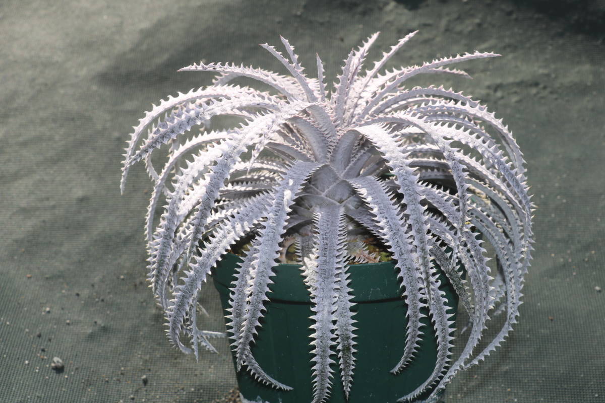 Amazonico★★★★Dyckia 'Bone' × 'Muskellunge'★★★★★ブロメリア ディッキア_画像3