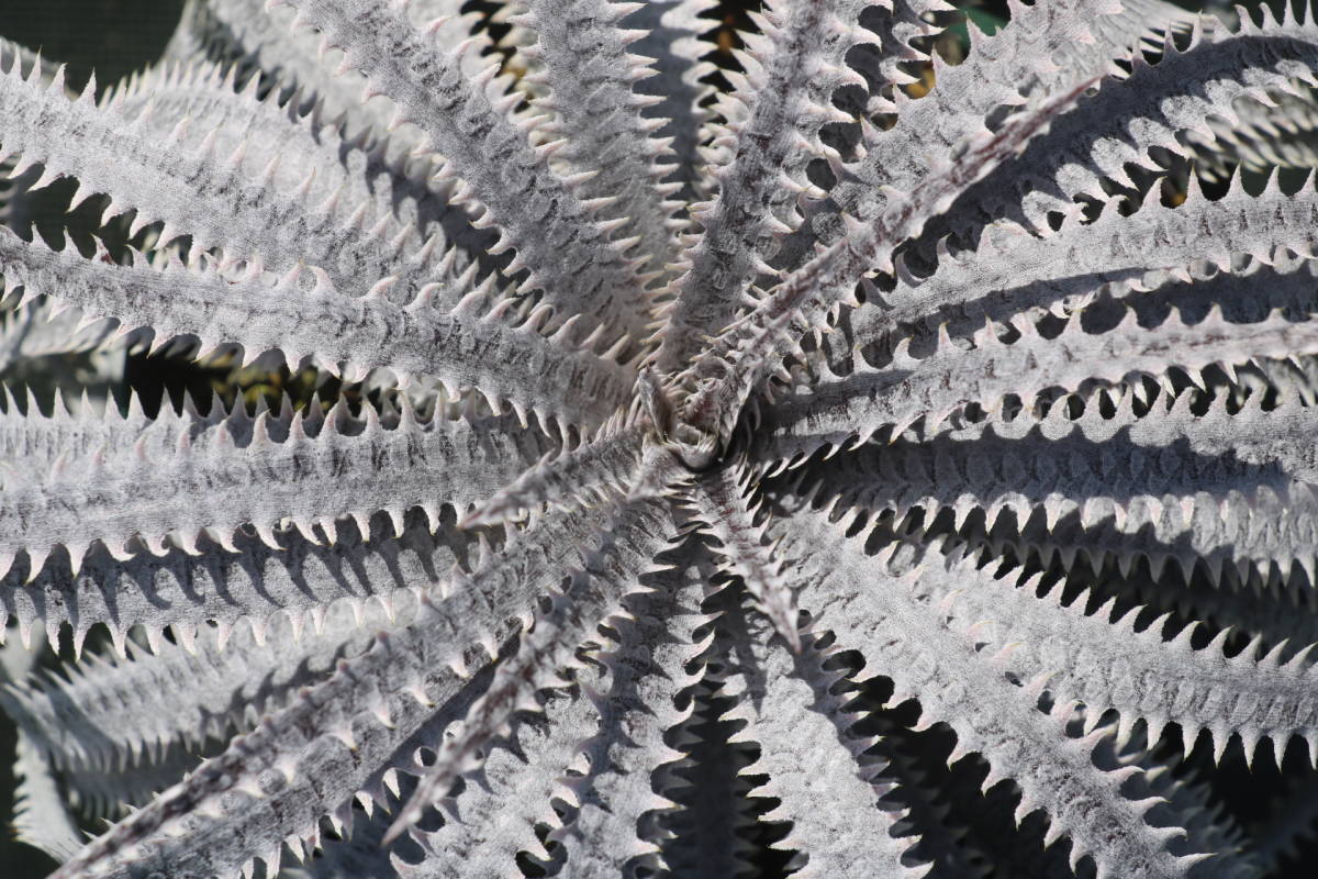 Amazonico★★★★Dyckia 'Bone' × 'Muskellunge'★★★★★ブロメリア ディッキア_画像2