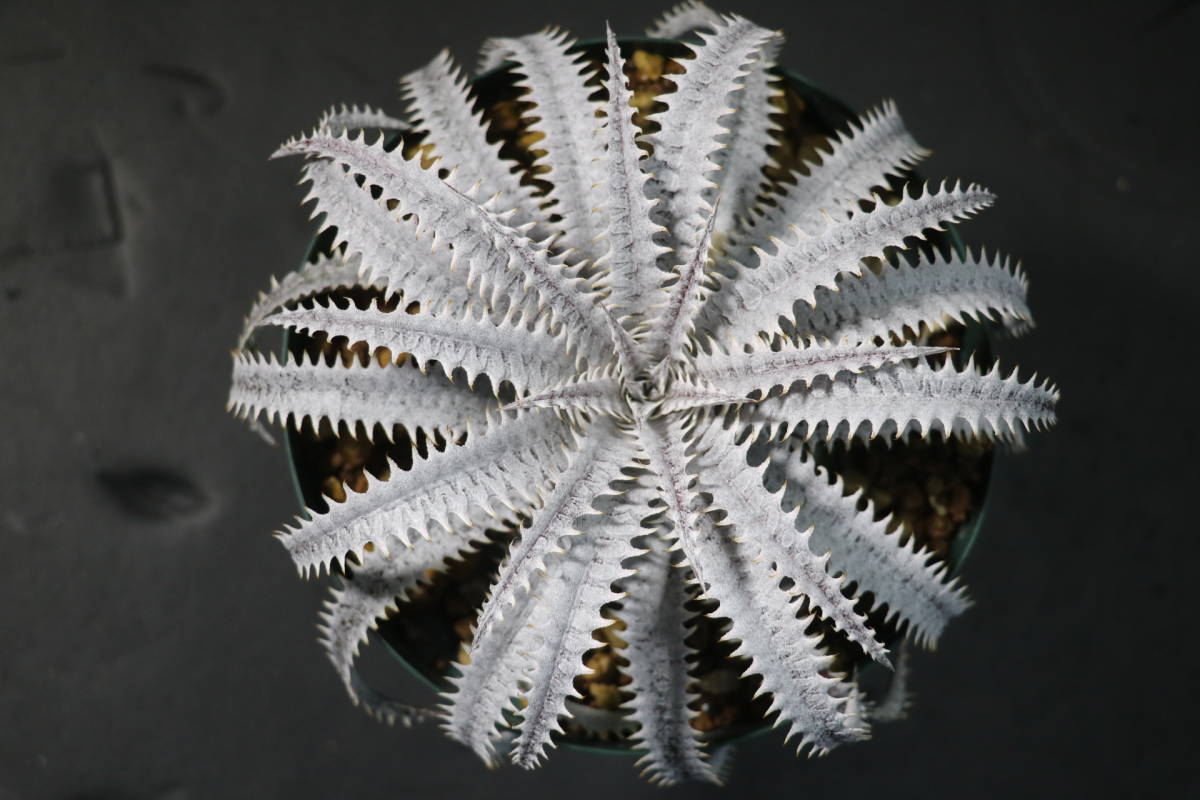 Amazonico★★★★Dyckia 'Bone' × 'Imperial Crown'★★★★★ブロメリア ディッキア_画像1