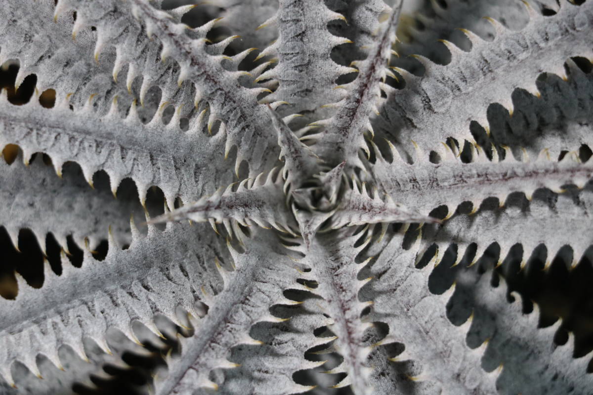 Amazonico★★★★Dyckia 'Bone' × 'Imperial Crown'★★★★★ブロメリア ディッキア_画像2