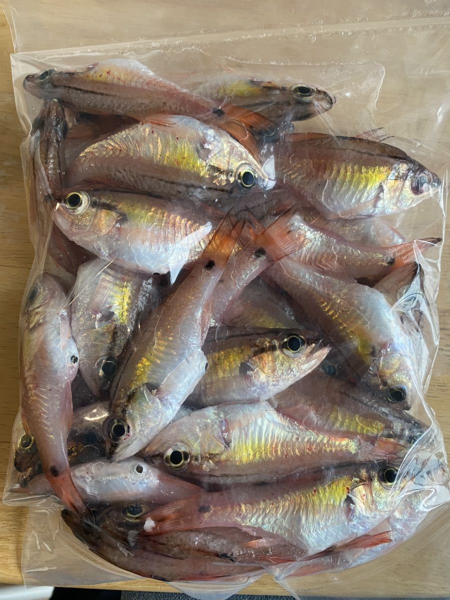  price modified .! freezing feed nembtsu large all together freezing fishing bait fishing feed boat fishing root fish blue thing tropical fish large fish tenya ke etc. 