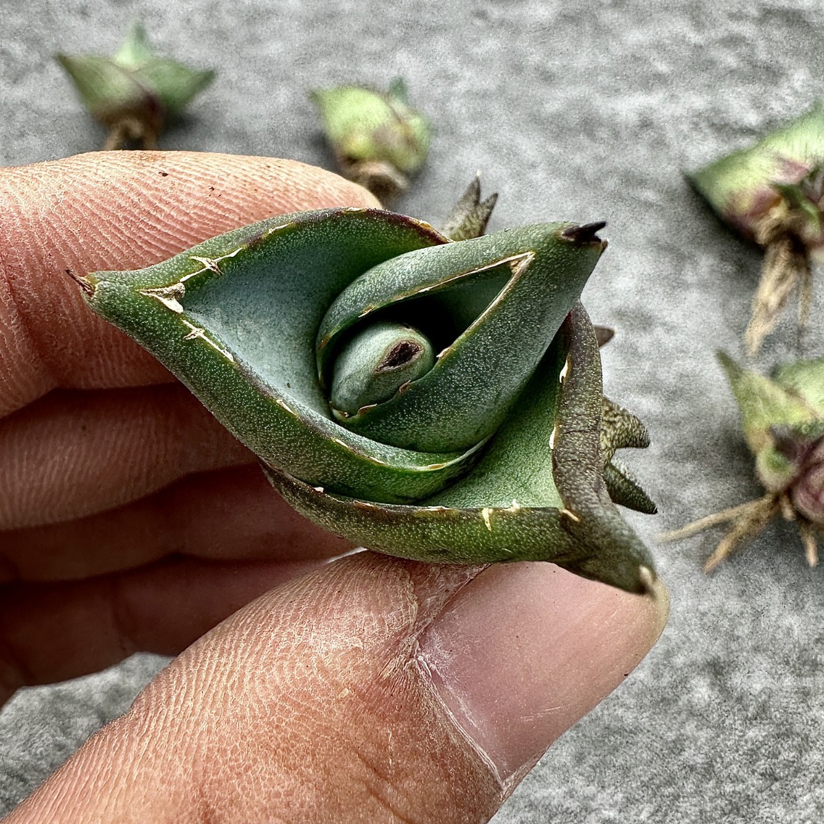 ZU44多肉植物 Agave pumila アガベ プミラ 極上株 5株同梱_画像9