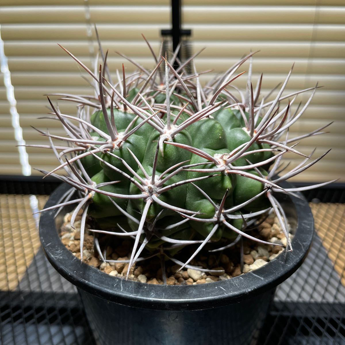 ギムノカリキウム 紅蛇丸 強刺黒豹玉 自根Gymnocalycium mostii