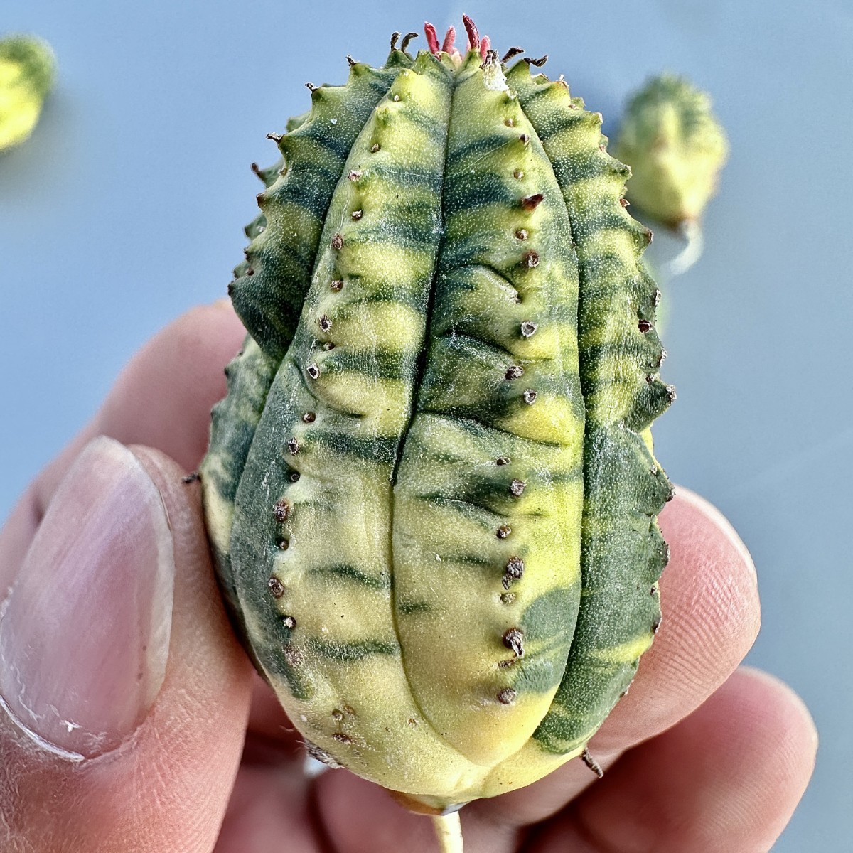 SS1 ヨーロッパ入力 ユーフォルビア オベサブロウ Euphorbia obesa錦 虎の斑紋錦 鮮明極上錦 極上斑入り 厳選極上美株 5株_画像8