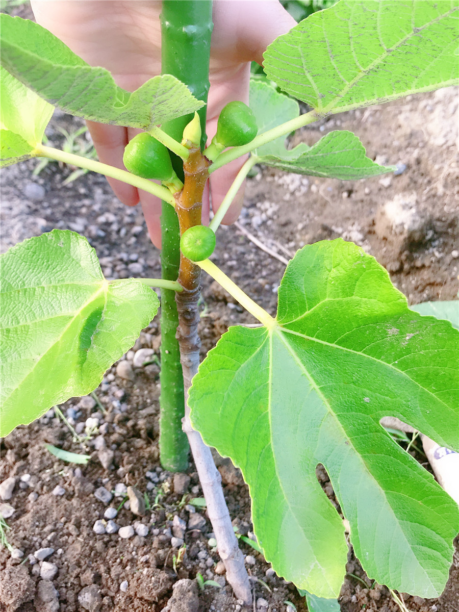 02　盆栽用 根付 無花果苗 イチジク 新種 青皮 春秋両用 世界一甘い 枯れ保証　ｈ_画像5