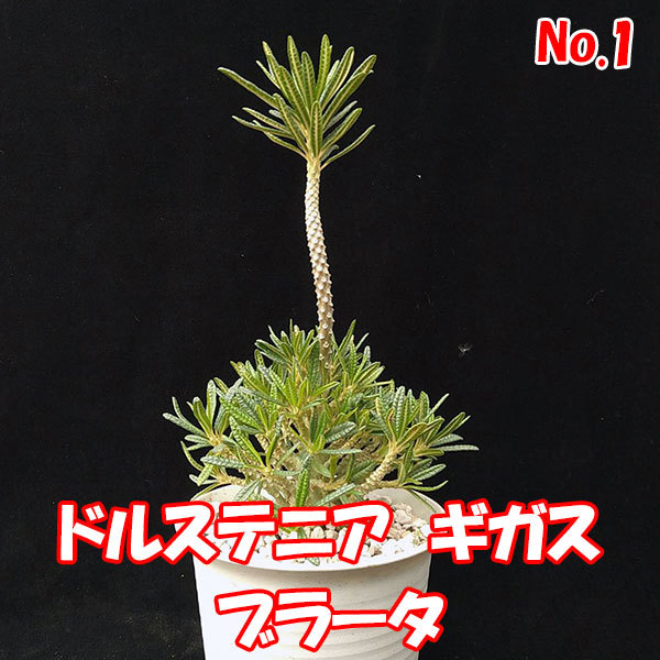 ドルステニア　ギガス　ブラータ　【Dorstenia gigas f. bullata】 　サボテン　多肉植物　挿し木　No.1_画像1