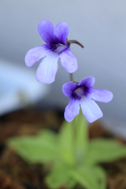 【食虫植物】　ムシトリスミレ　新潟県・早出峡産 ムカゴ１０粒_花見本