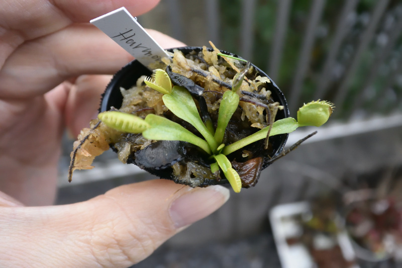 【食虫植物】　ハエトリソウ　ハーモニー_画像1