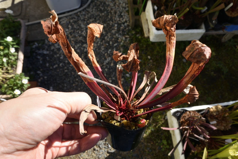 【食虫植物】　Sarracenia Hummer Hammerhead, MK H101_画像1