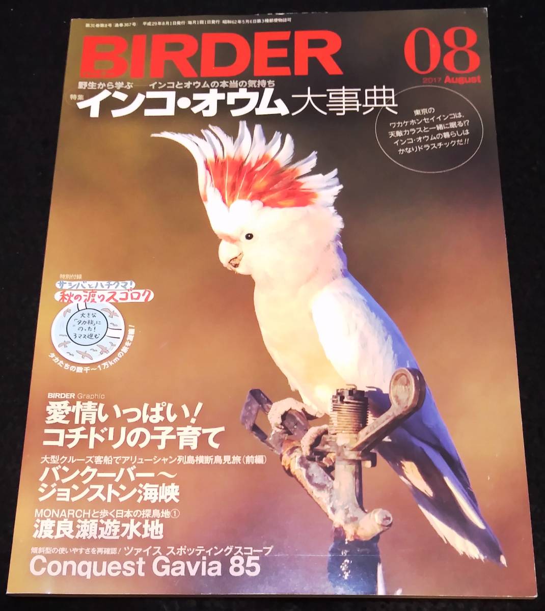 BIRDER(バーダー)2017年8月号 インコ・オウム大事典★コチドリ の画像1