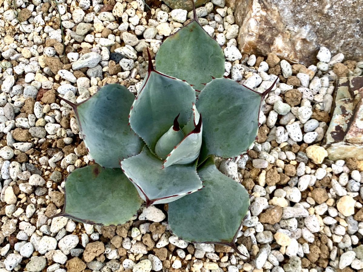 ①アガベ Agave パリー トランカータ parryi truncata var 多肉植物 検)チタノタ ドライガーデン_画像1