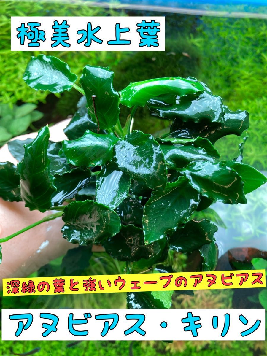 極美水上葉 人気のアヌビアス 4種セット 超特価 水草