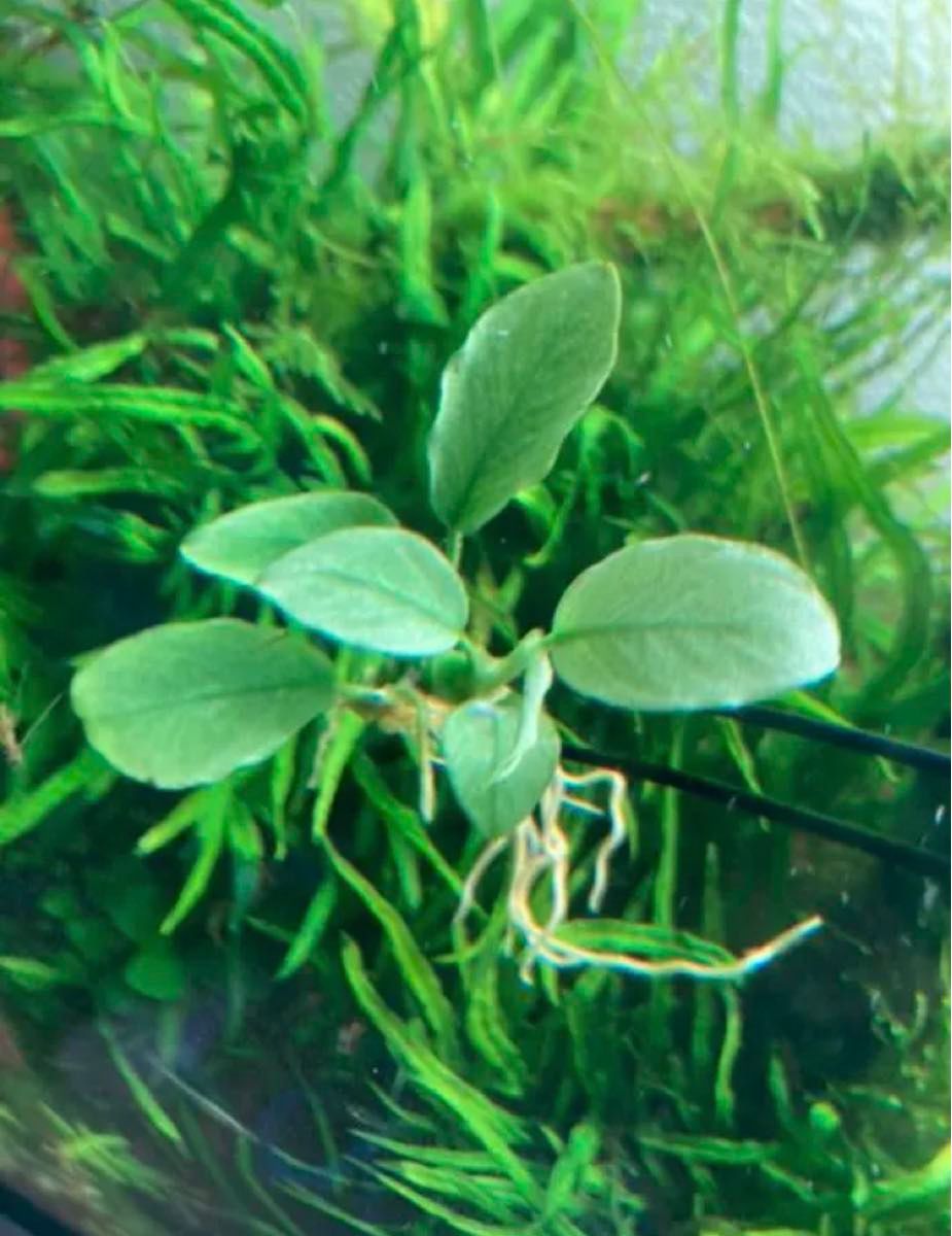 極美水上葉 人気のアヌビアス 4種セット 超特価 水草