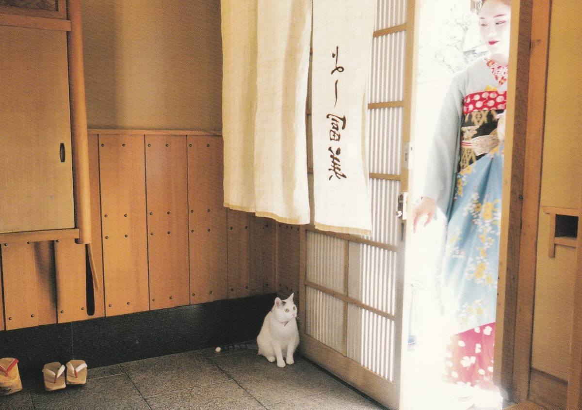 岩合光昭　ねこの京都　ポストカード　舞妓　猫　ネコ　キャット　_画像1