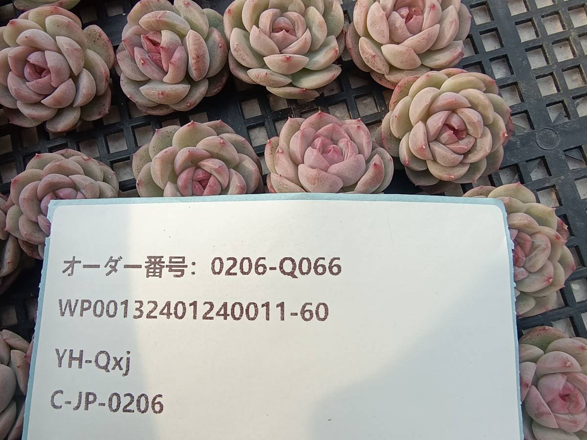 0206-Q066 ホワイトラバー30個 多肉植物 韓国 エケベリア_画像3