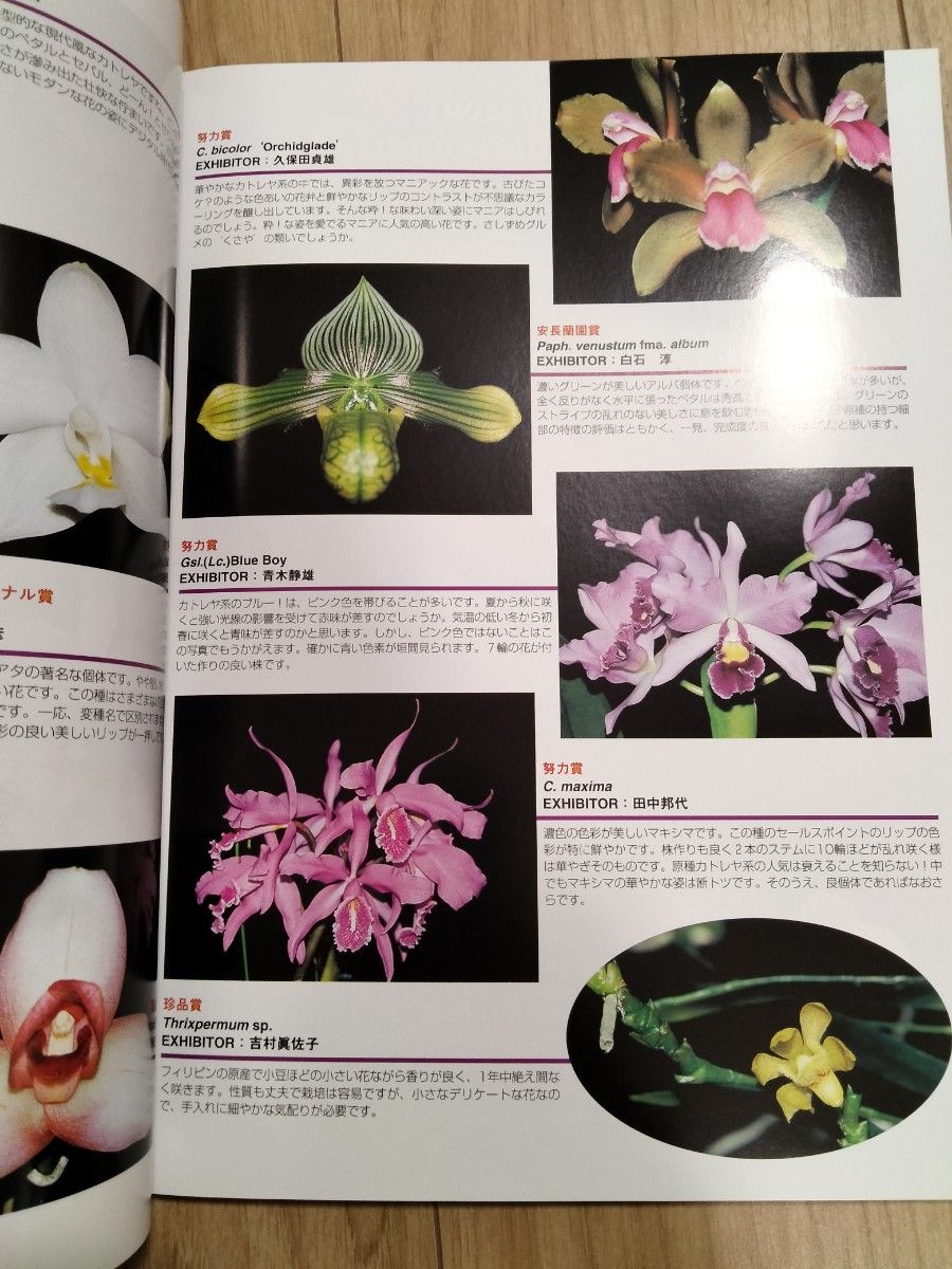 New Orchids趣味の洋らん　 ニューオーキッド　No154 趣味の洋ラン 趣味の洋らん ORCHIDS