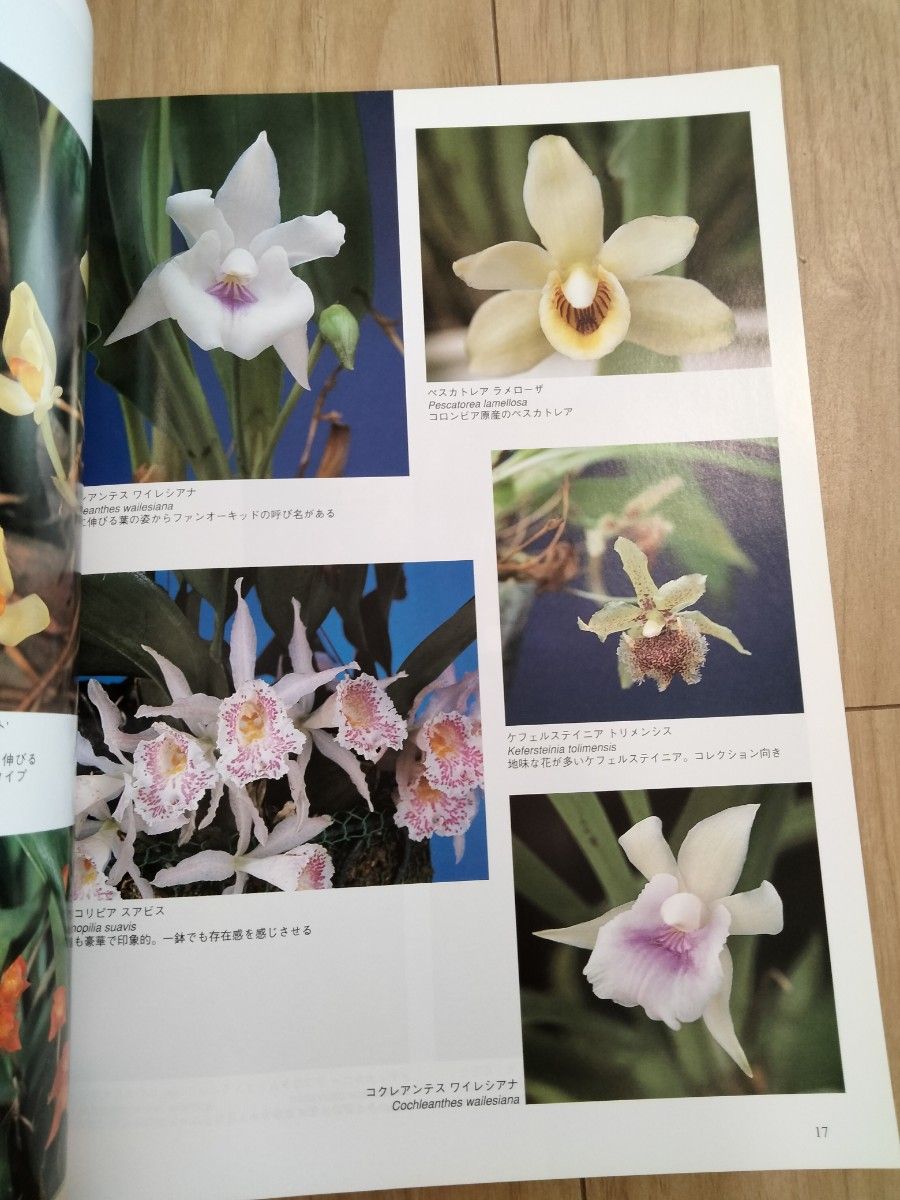 コンパクトな欄　New Orchids趣味の洋らん　 ニューオーキッド　No130　洋蘭　洋ラン　洋らん