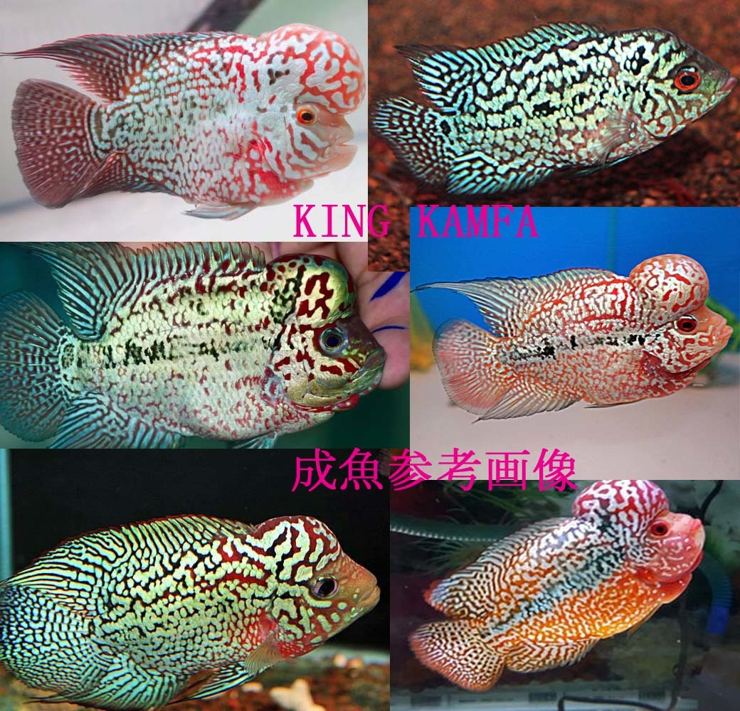 待望の逸材！！■キングカムファ“WinnerFish F.2”■特選AA幼魚　240114-6　検索用：フラワーホーン カムファ シクリッド_画像3