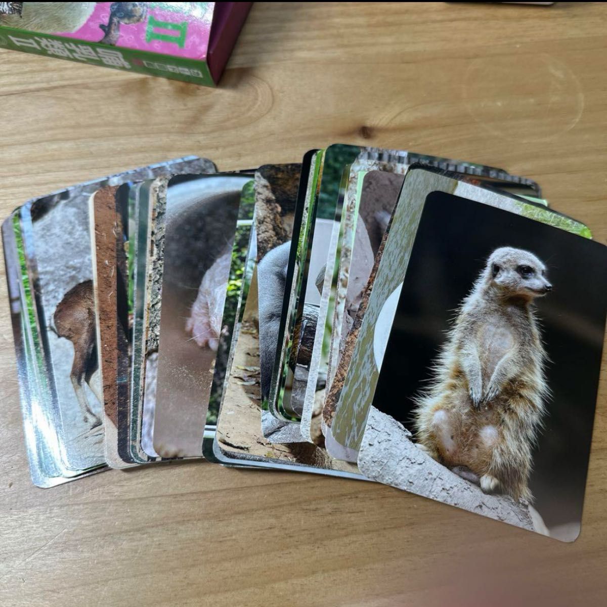 哺乳類　動物カード図鑑