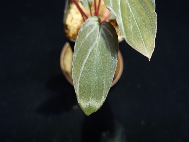 菅10:Homalomena sp”Sunshine”BNN from Sibolga timur【AZ0822-3】1番株　画像現物+A4パネル+プラタグ_画像5