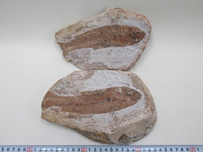 D0289 古代魚 化石 ネガポジ 標本 魚類 2.694kg_画像1