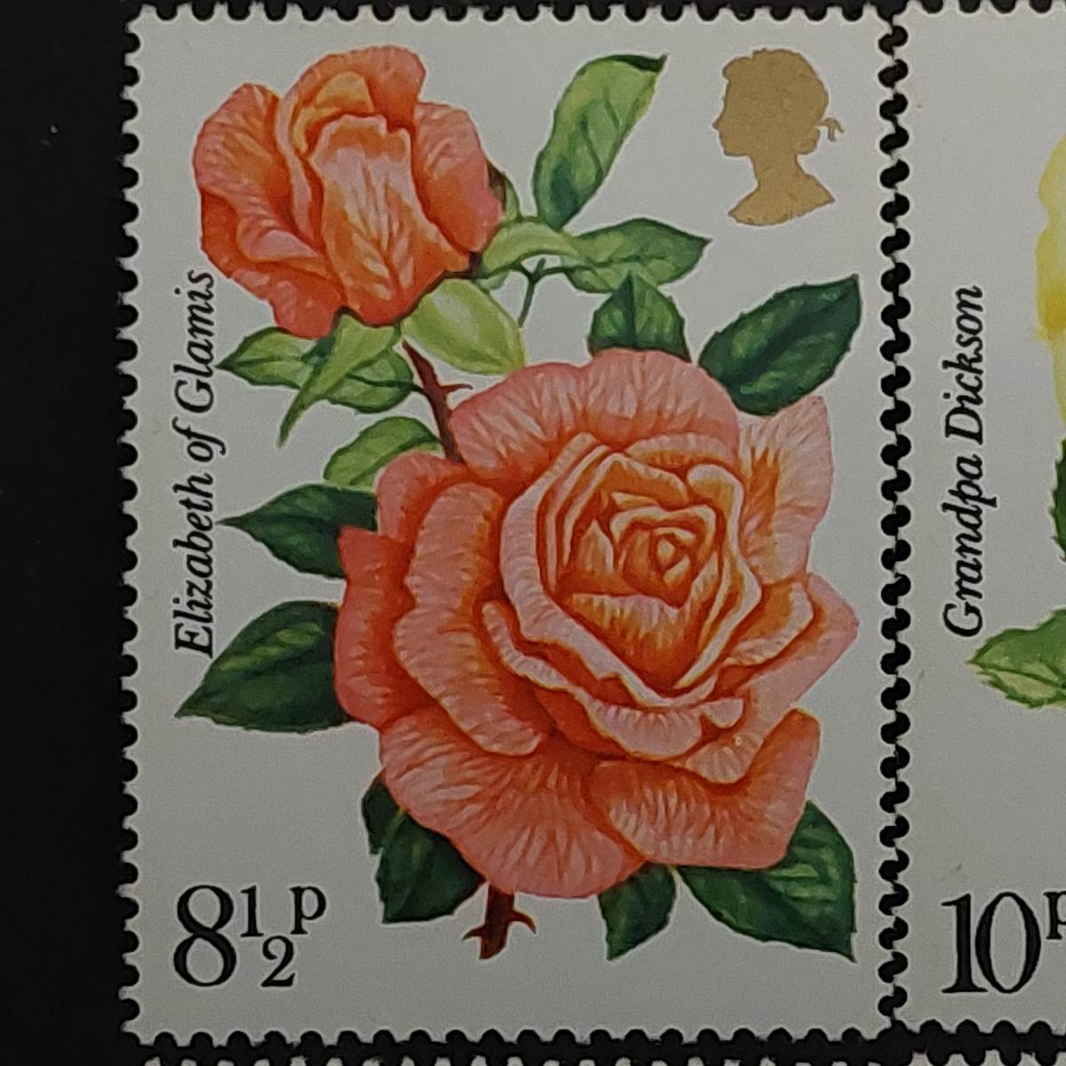 J109 イギリス切手「王立バラ協会創立100周年記念バラ切手4種完」1976年発行 未使用の画像2