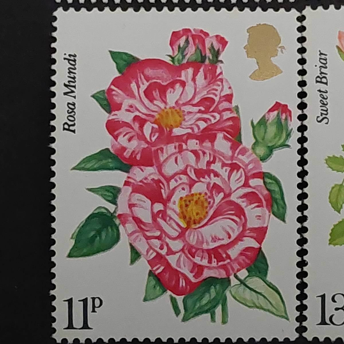 J109 イギリス切手「王立バラ協会創立100周年記念バラ切手4種完」1976年発行 未使用の画像4