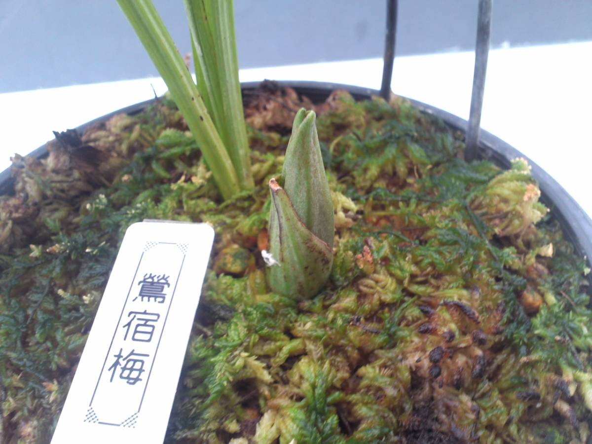 ★★山野草　えびね　自然種「鶯宿梅」大苗　エビネ　　★★_開花見込み