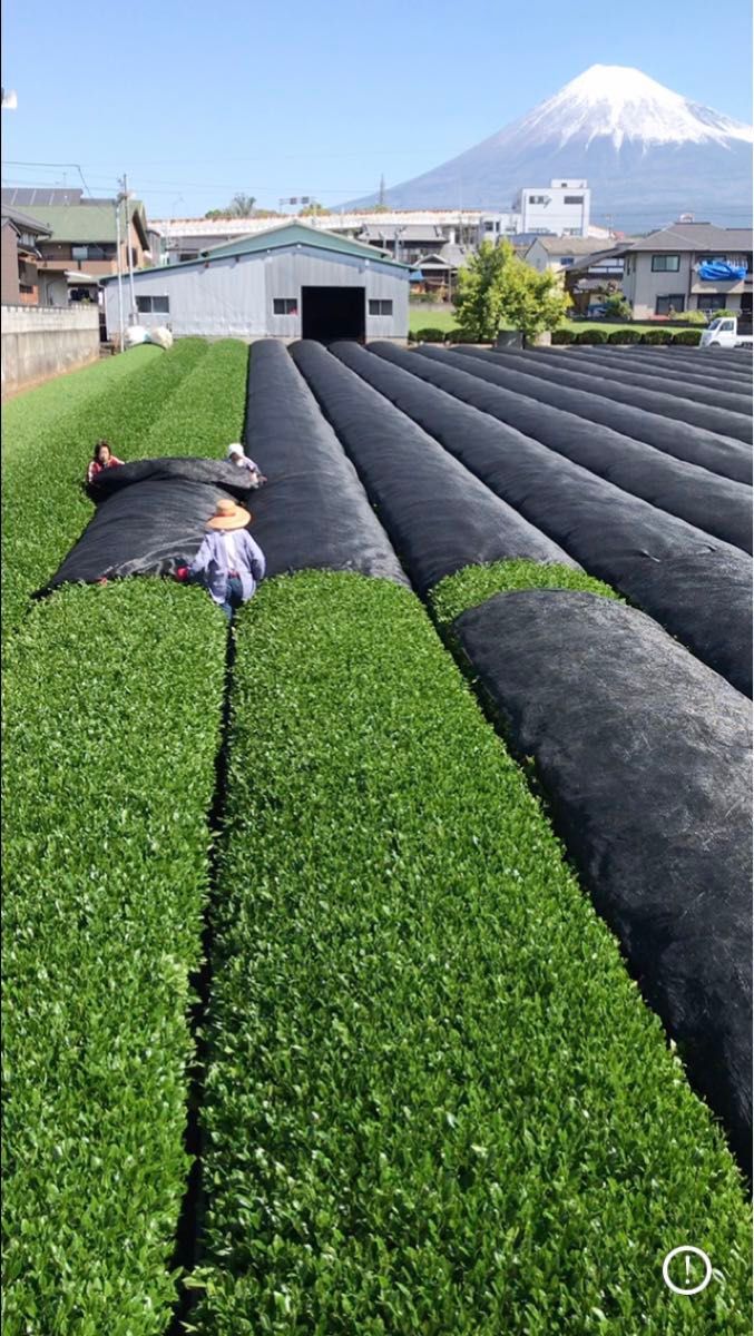 2023年産 静岡県産 深むし茶 高級煎茶１００ｇ×３　深蒸茶　緑茶！ 静岡茶　